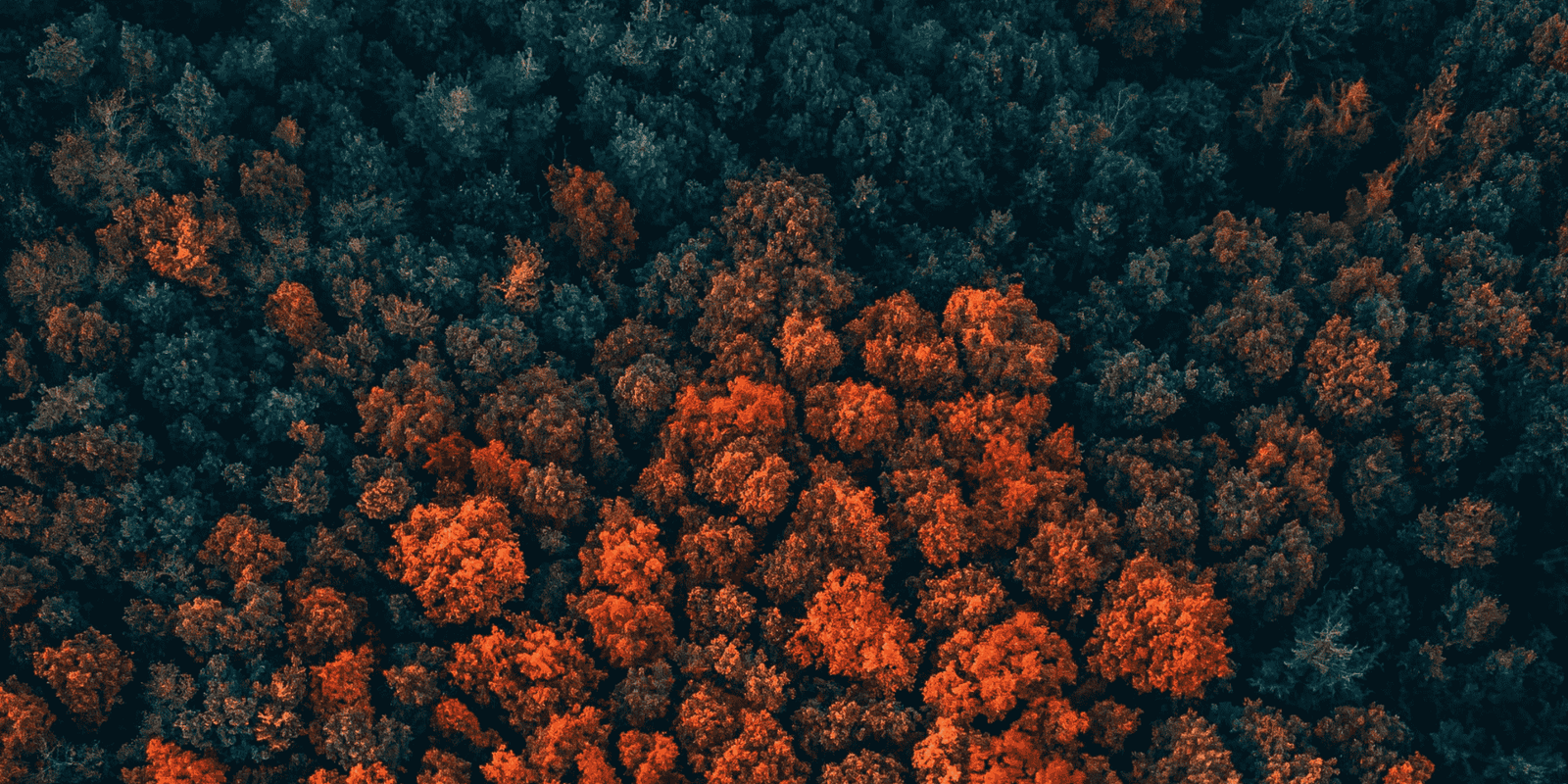Aerial view of a dense forest with rich black-green trees and bursts of orange foliage, reflecting Abbott’s signature color palette and connection to nature.